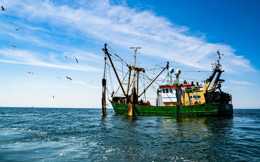 Amateur vs. Industrial Fishing's Impact on Biodiversity